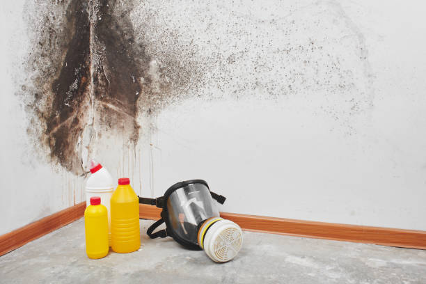 Best Mold Cleaning Services  in Point Lookout, NY