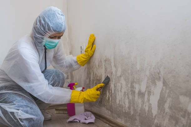 Best Attic Mold Removal  in Point Lookout, NY