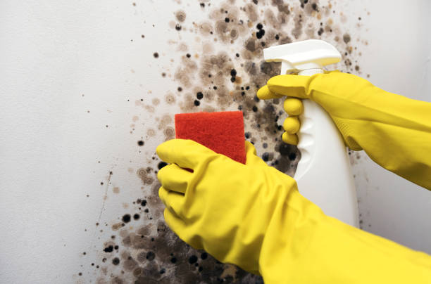 Best Commercial Mold Removal  in Point Lookout, NY